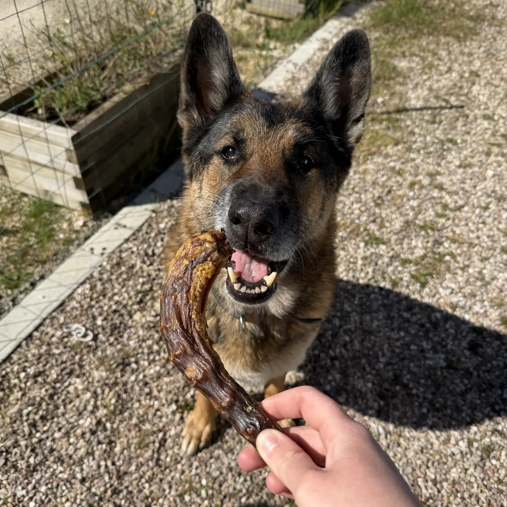 cou de dinde, friandise de mastication naturelle pour chien