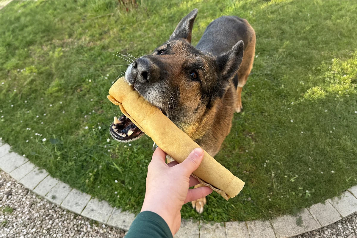 Chien qui mange une peau de boeuf roulée
