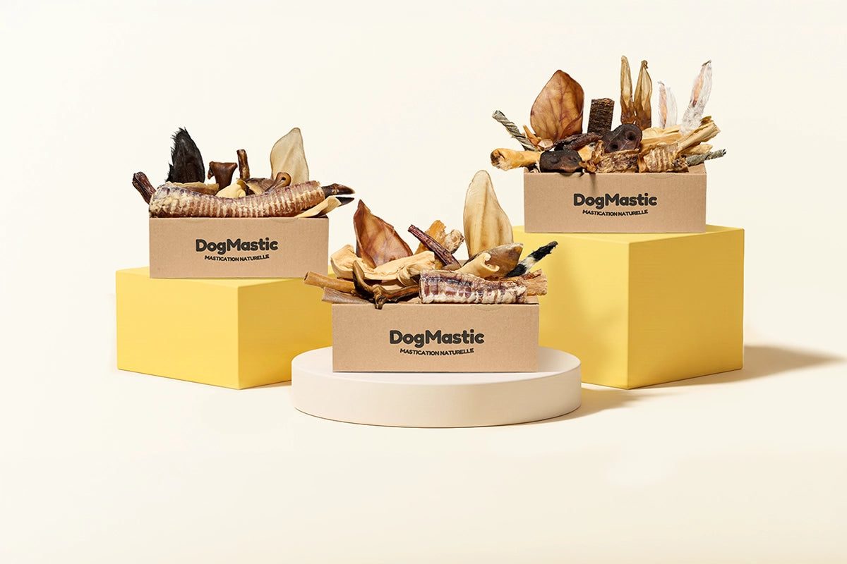Box de mastication