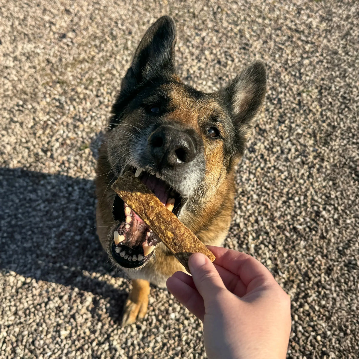 lamelle de poulet, friandise de mastication naturelle pour chien