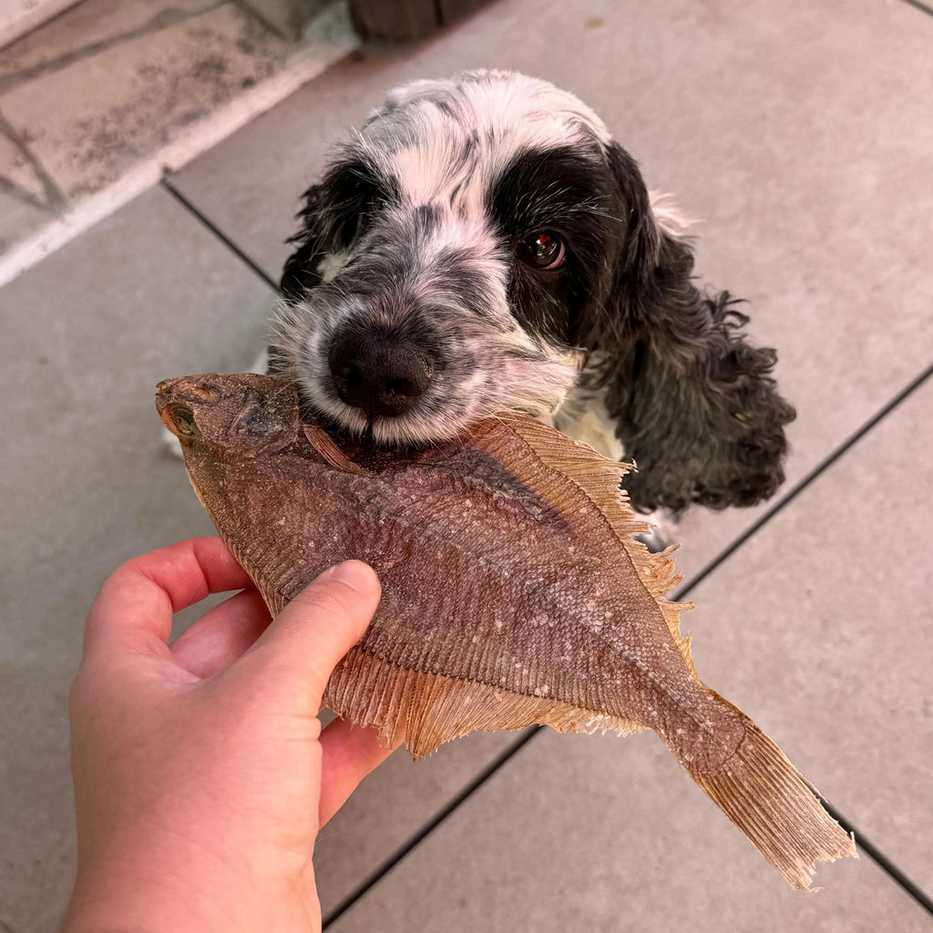 limande entière pour chien friandise poisson naturelle