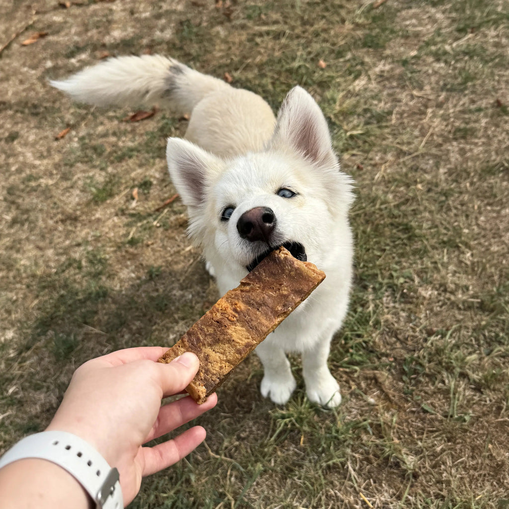 Mamelle de vache pour chien, friandise de mastication naturelle