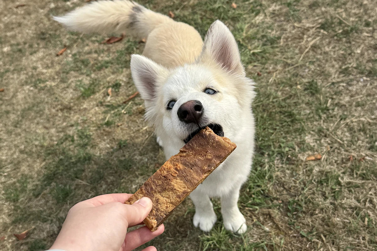 chien qui mange une mamelle de vache
