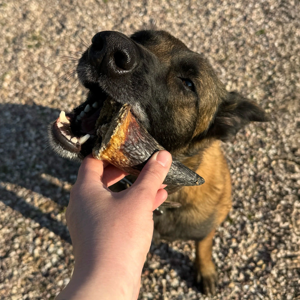 Noyau de corne de boeuf, friandise de mastication naturelle pour chien