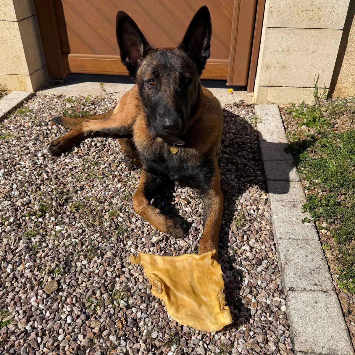 plaque de boeuf sans poils, friandise de mastication naturelle pour chien