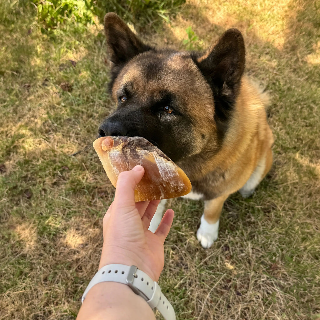 Sabot de boeuf pour chien