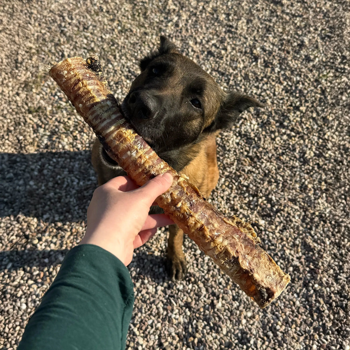 trachée de boeuf XL, friandise de mastication naturelle pour chien